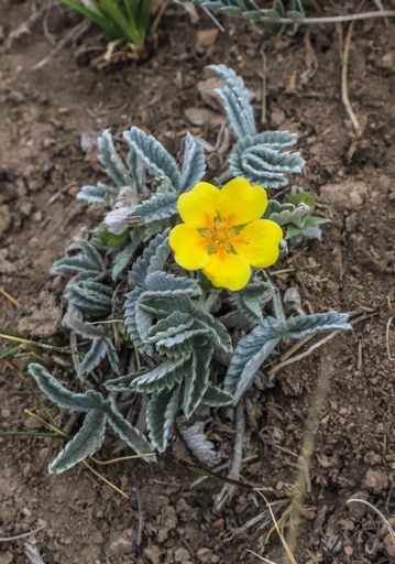 Potentilla nivea